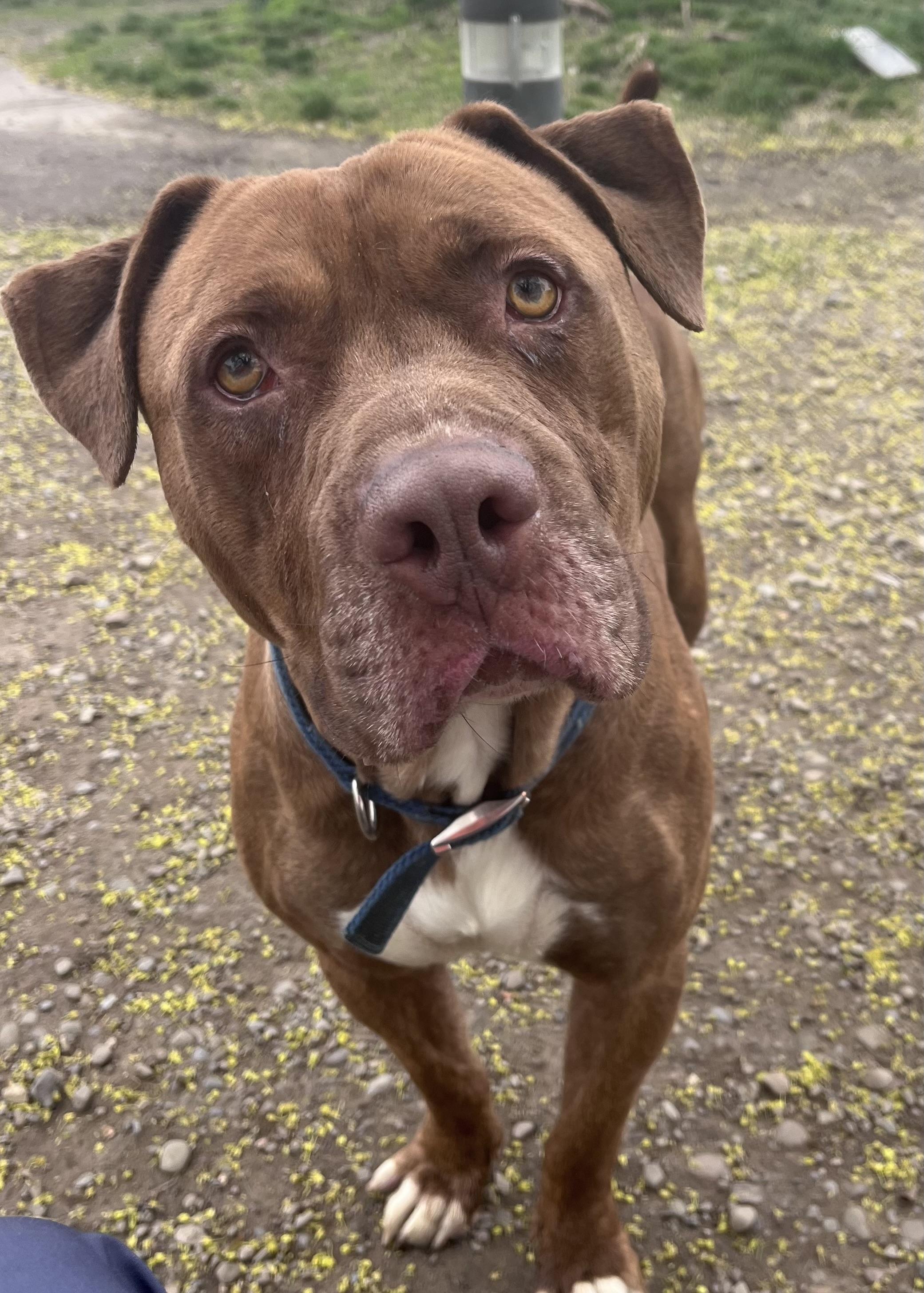 Walter, ADOPTABLE, Adult Male American Bully.