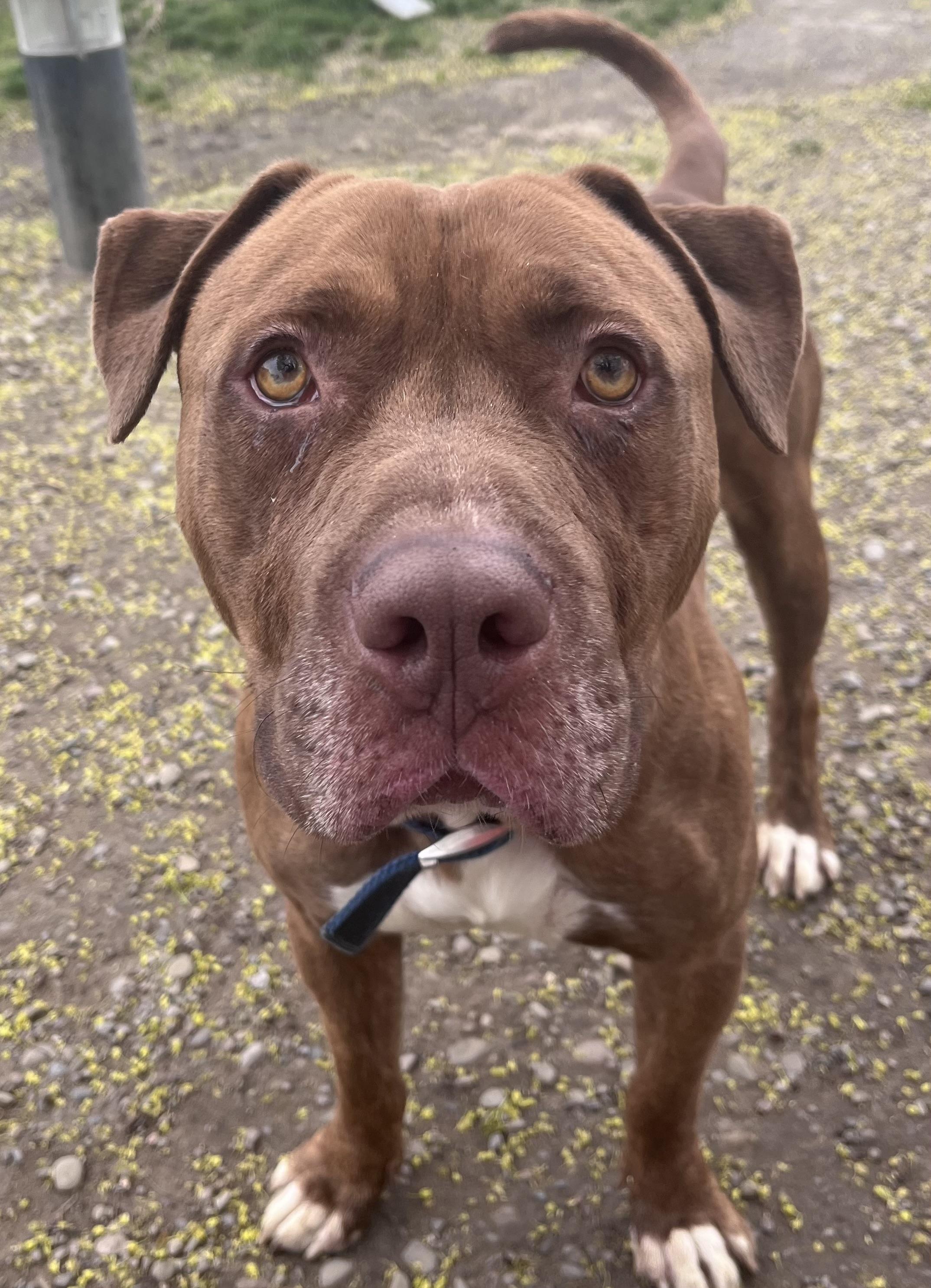 Enlarge Walter, a ADOPTABLE mixed breed in Buffalo, NY image 4/5