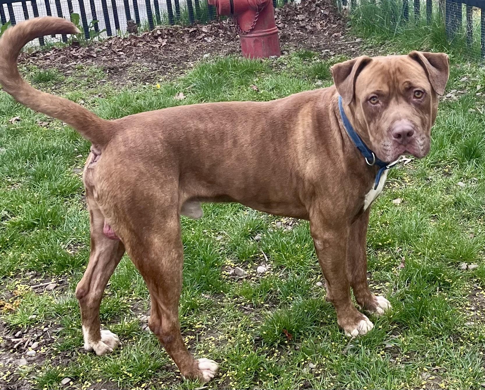 Enlarge Walter, a ADOPTABLE mixed breed in Buffalo, NY image 5/5