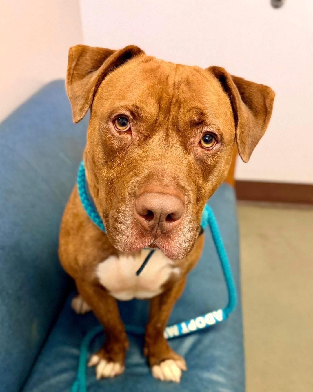Walter, ADOPTABLE, Adult Male American Bully.