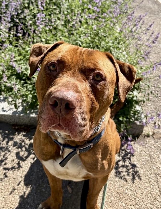 Walter, a ADOPTABLE mixed breed in Buffalo, NY image 4/6