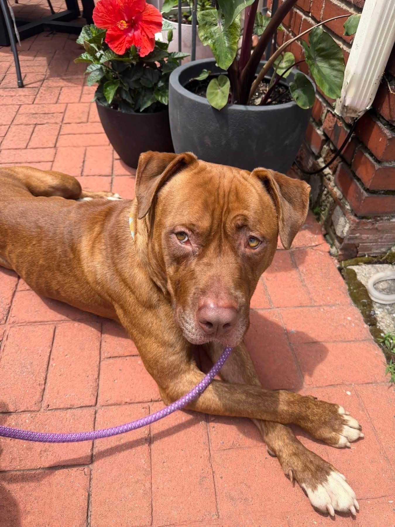 Walter, ADOPTABLE, Adult Male American Bully.