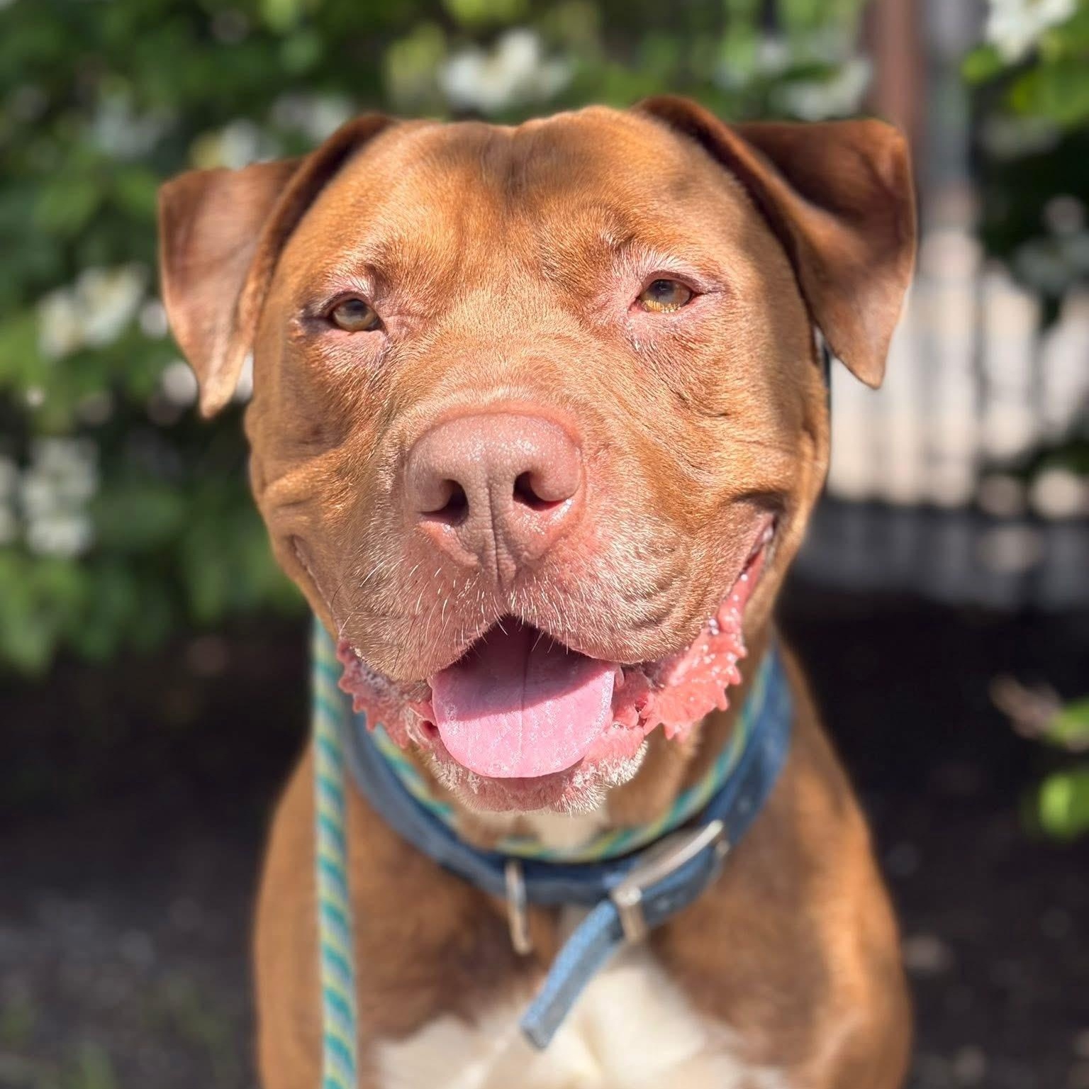 Walter, a ADOPTABLE mixed breed in Buffalo, NY image 1/6
