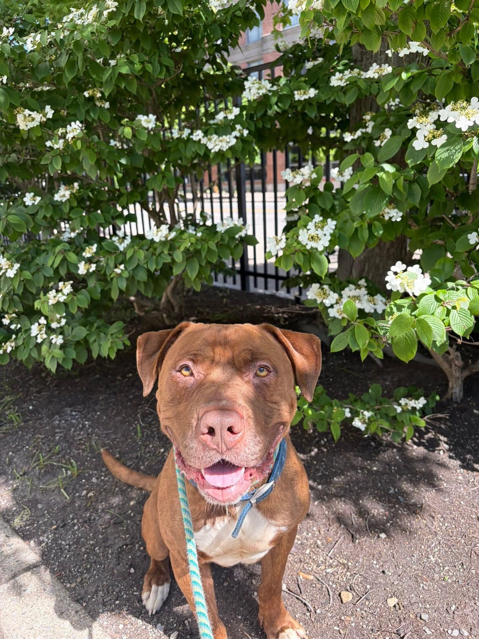 Walter, a ADOPTABLE mixed breed in Buffalo, NY image 5/6