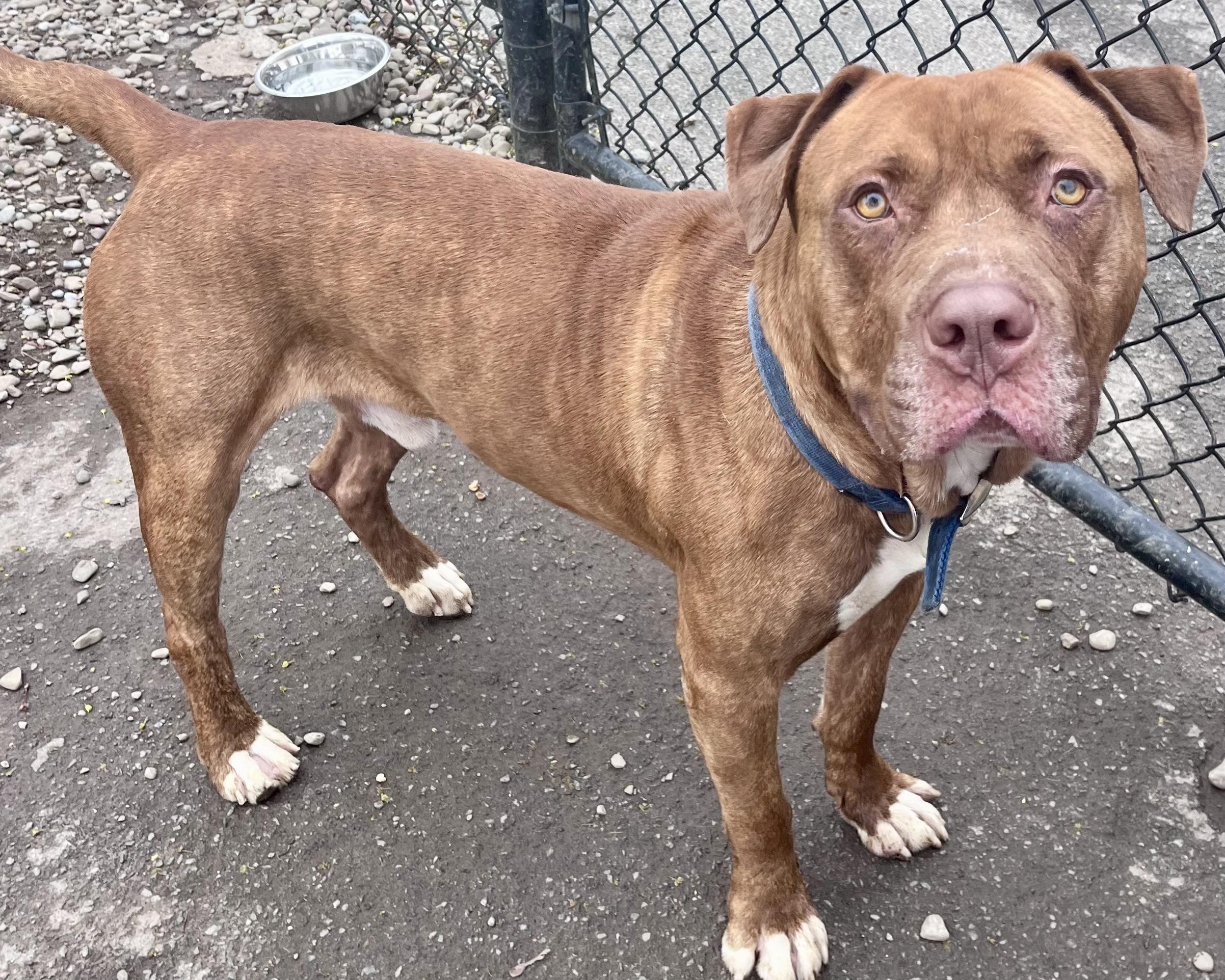 Enlarge Walter, a ADOPTABLE mixed breed in Buffalo, NY image 2/5