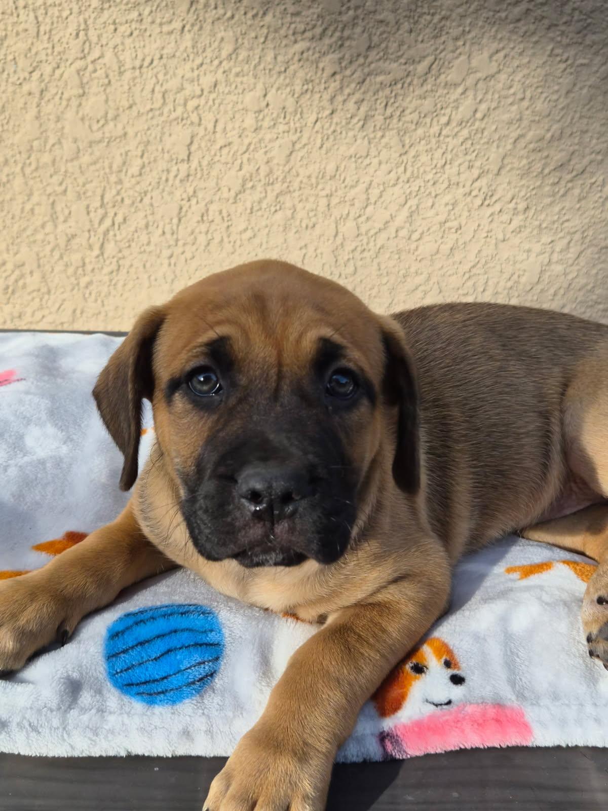 Royce, adoptable, Puppy Female Mastiff & Black Mouth Cur.