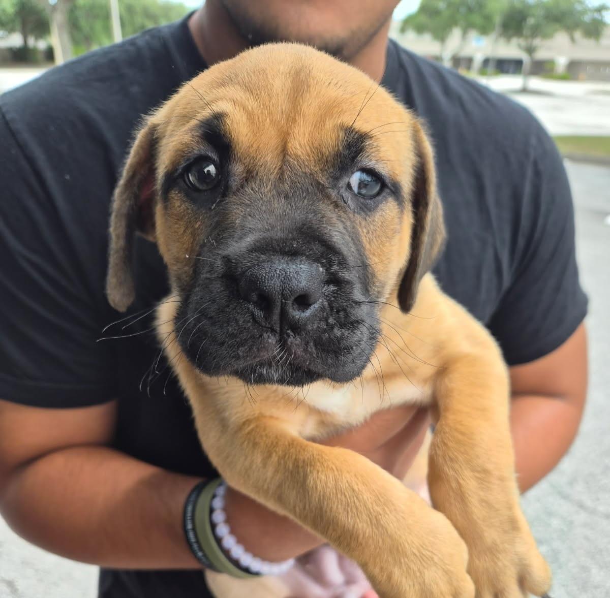 Royce, an adoptable mixed breed in Orlando, FL image 2/3