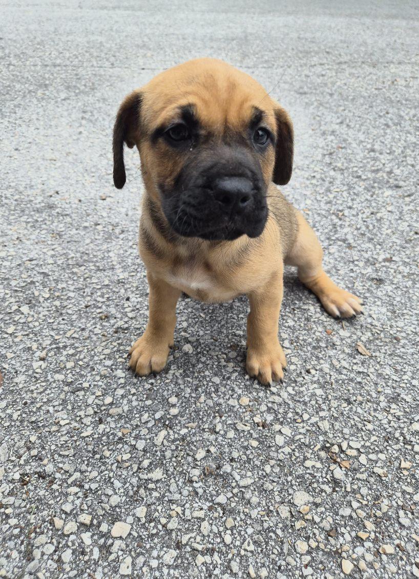 Royce, an adoptable mixed breed in Orlando, FL image 3/3