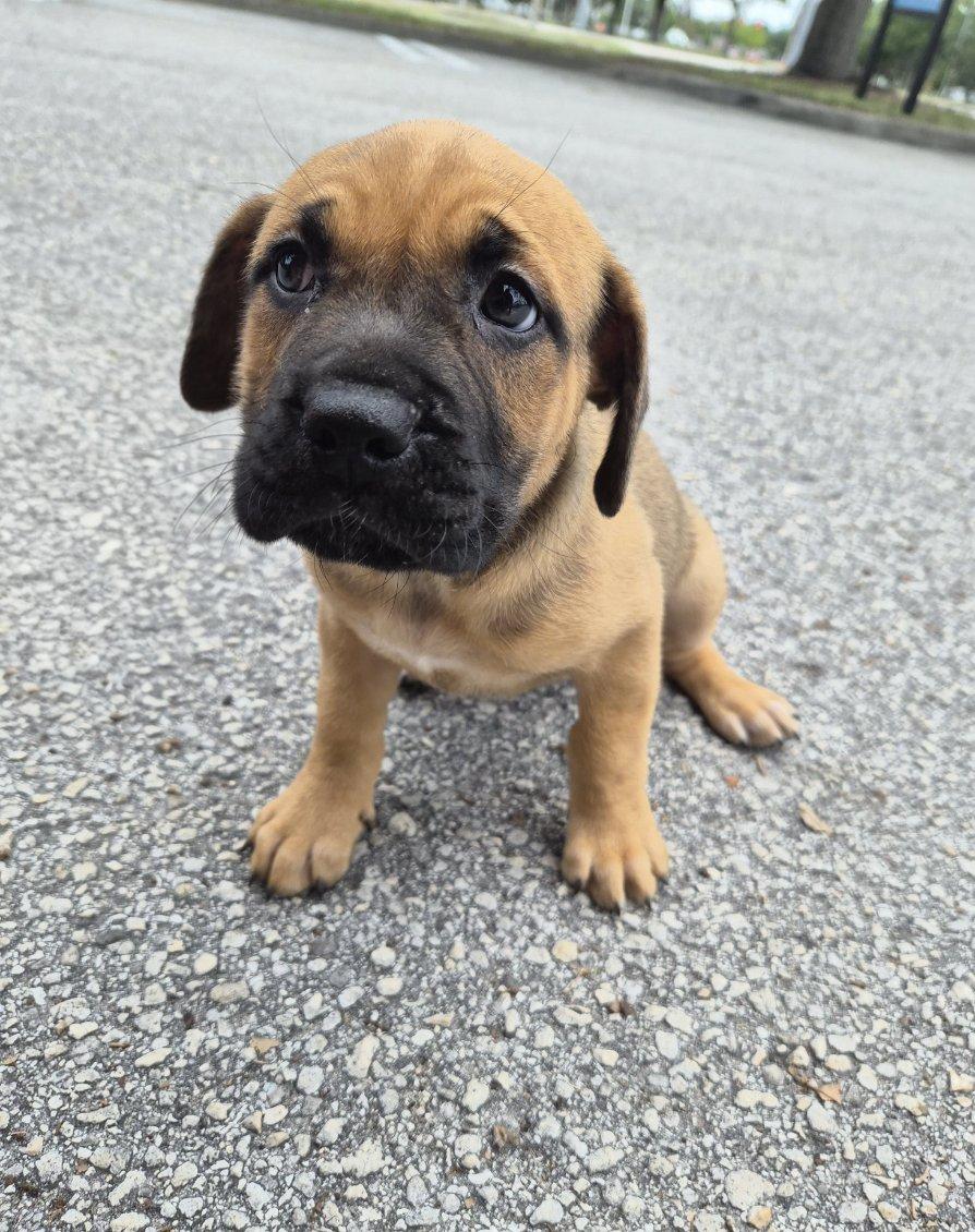 Royce, adoptable, Puppy Female Mastiff & Black Mouth Cur.