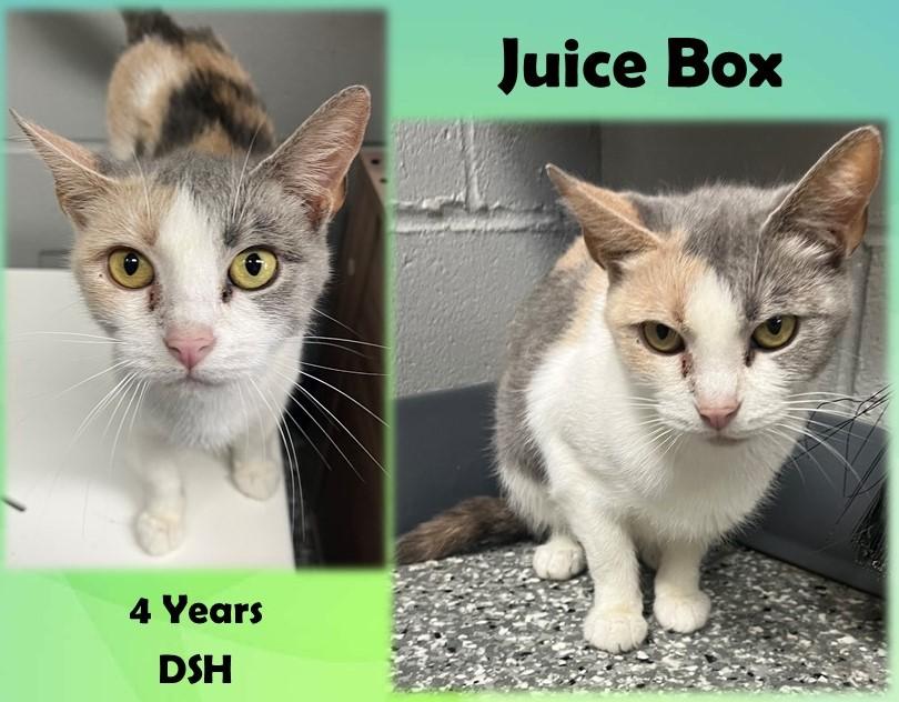 Enlarge Juice Box, a Adoptable Domestic Short Hair in Franklin, IN image 1/1