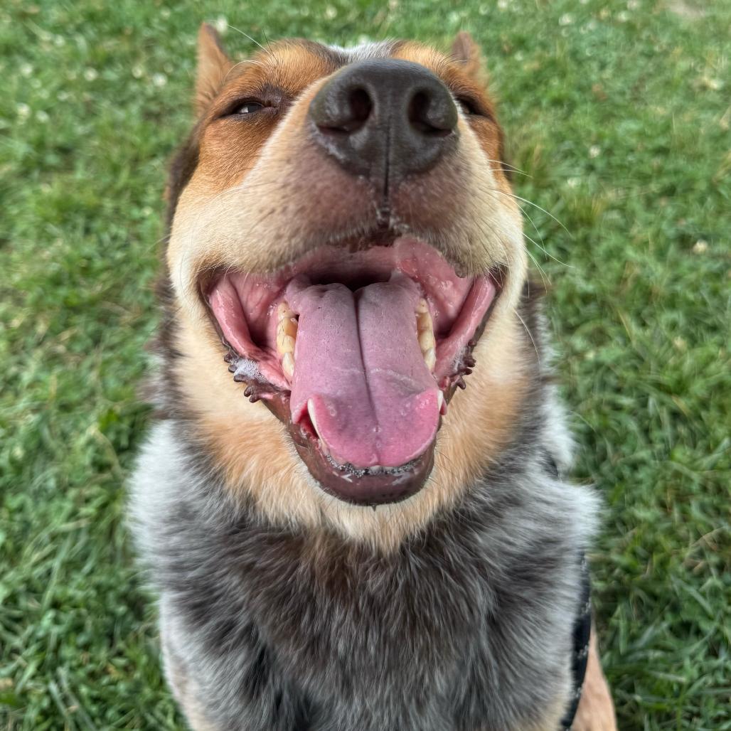 "Billy", a Adoptable mixed breed in Perkiomenville, PA image 1/6