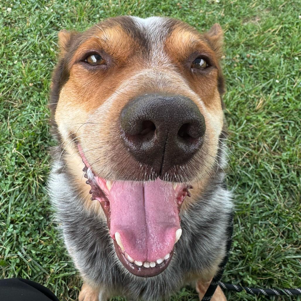 "Billy", a Adoptable mixed breed in Perkiomenville, PA image 2/6