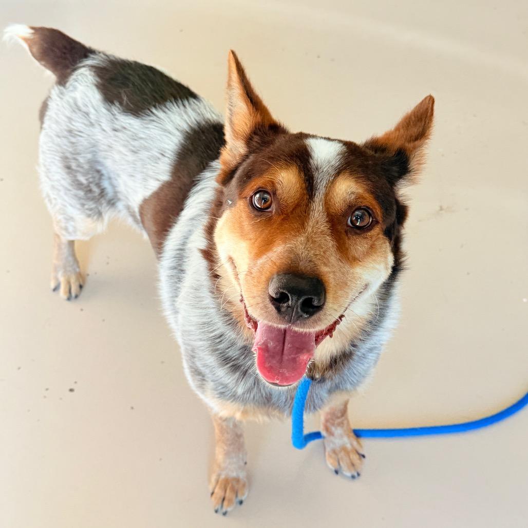"Billy", a Adoptable mixed breed in Perkiomenville, PA image 3/6