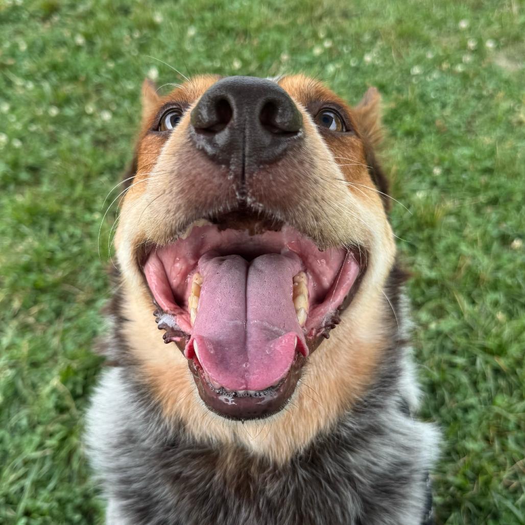 "Billy", a Adoptable mixed breed in Perkiomenville, PA image 4/6
