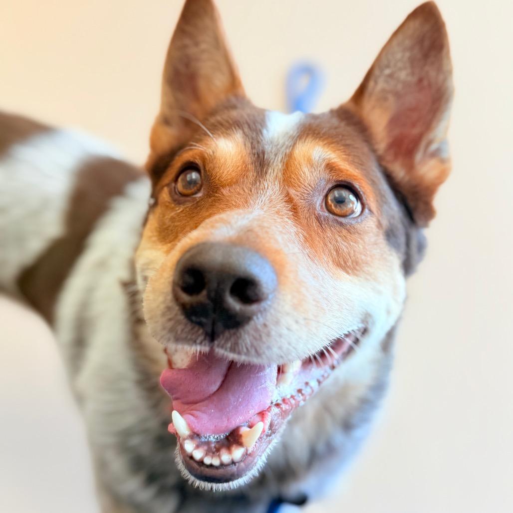 "Billy", a Adoptable mixed breed in Perkiomenville, PA image 5/6