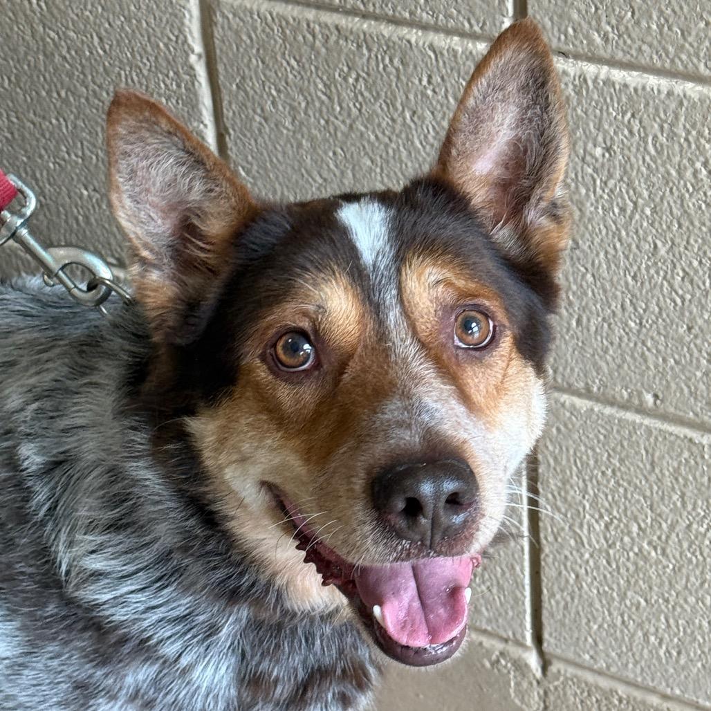 Enlarge "Billy", a Adoptable mixed breed in Perkiomenville, PA image 1/1