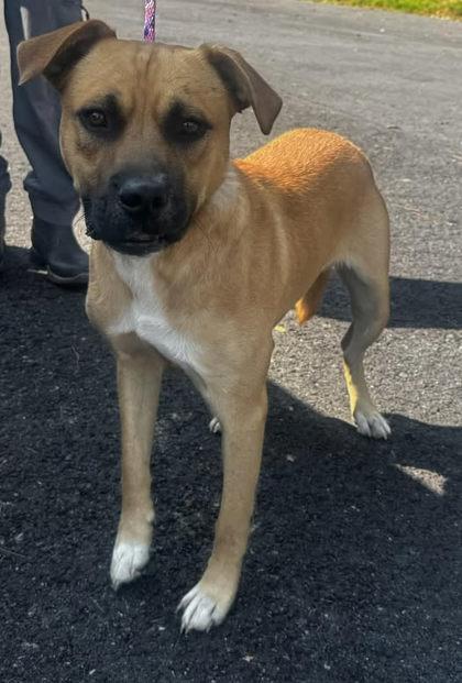 Enlarge Tony, a Adoptable Mixed Breed in Guntersville, AL image 1/1