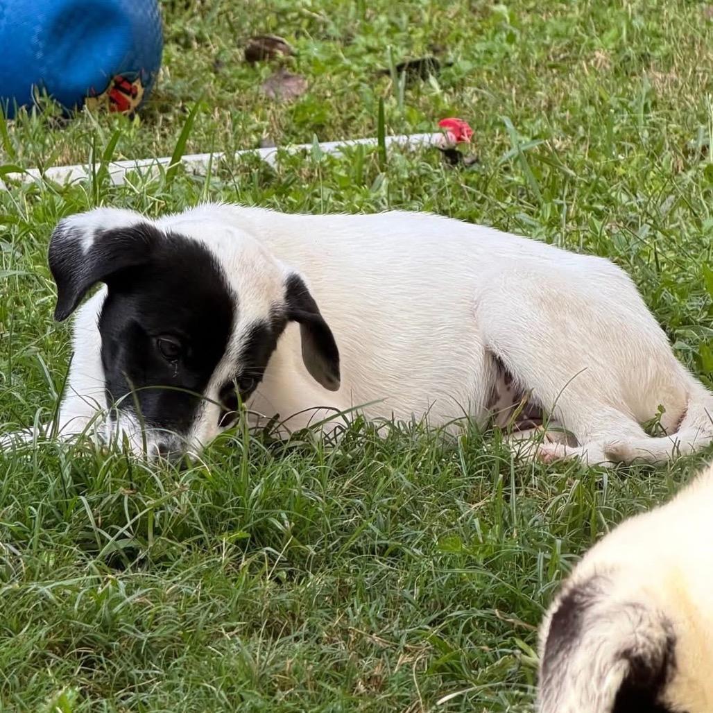 Daphne, a Adoptable Great Pyrenees in Baton Rouge, LA image 1/5