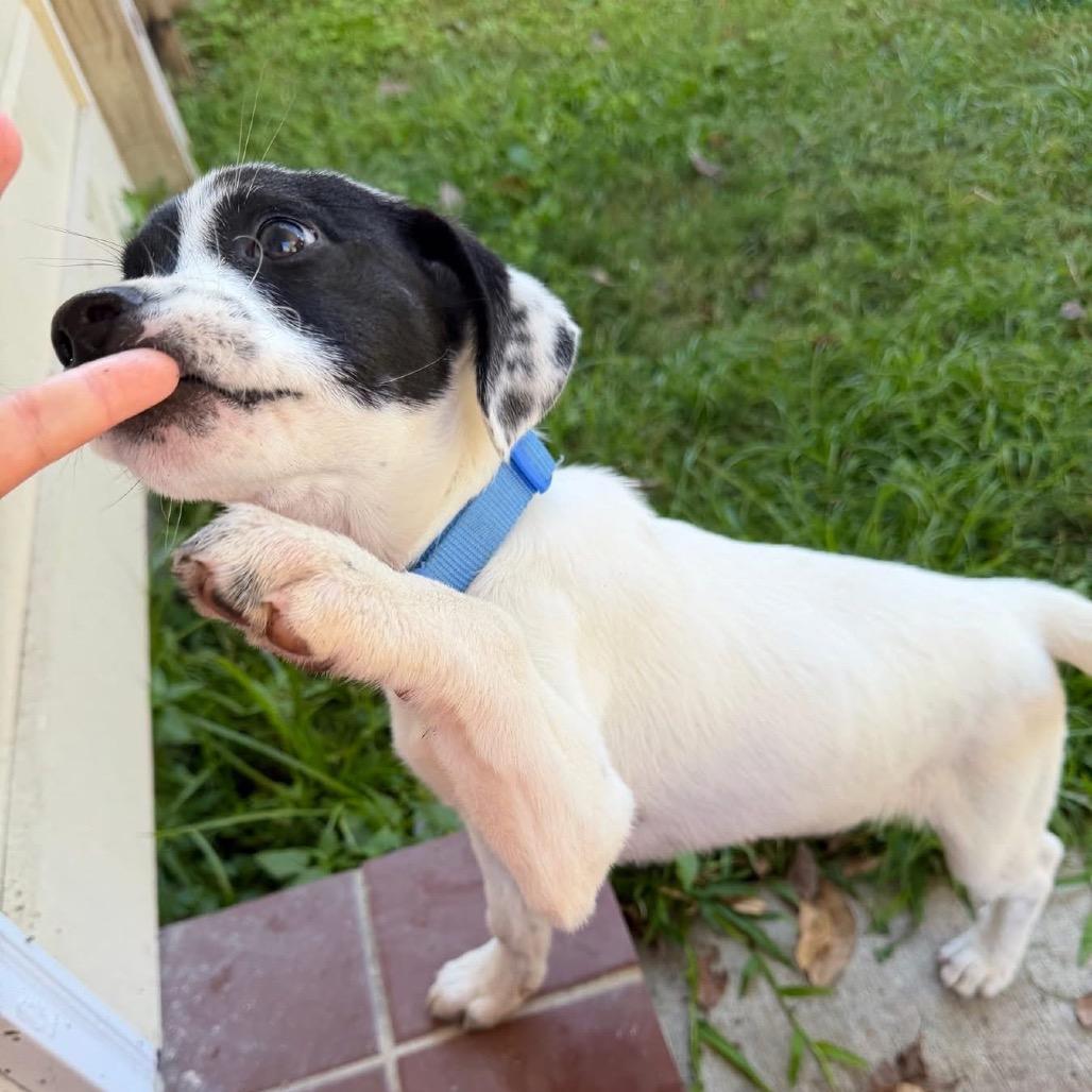 Daphne, a Adoptable Great Pyrenees in Baton Rouge, LA image 2/5