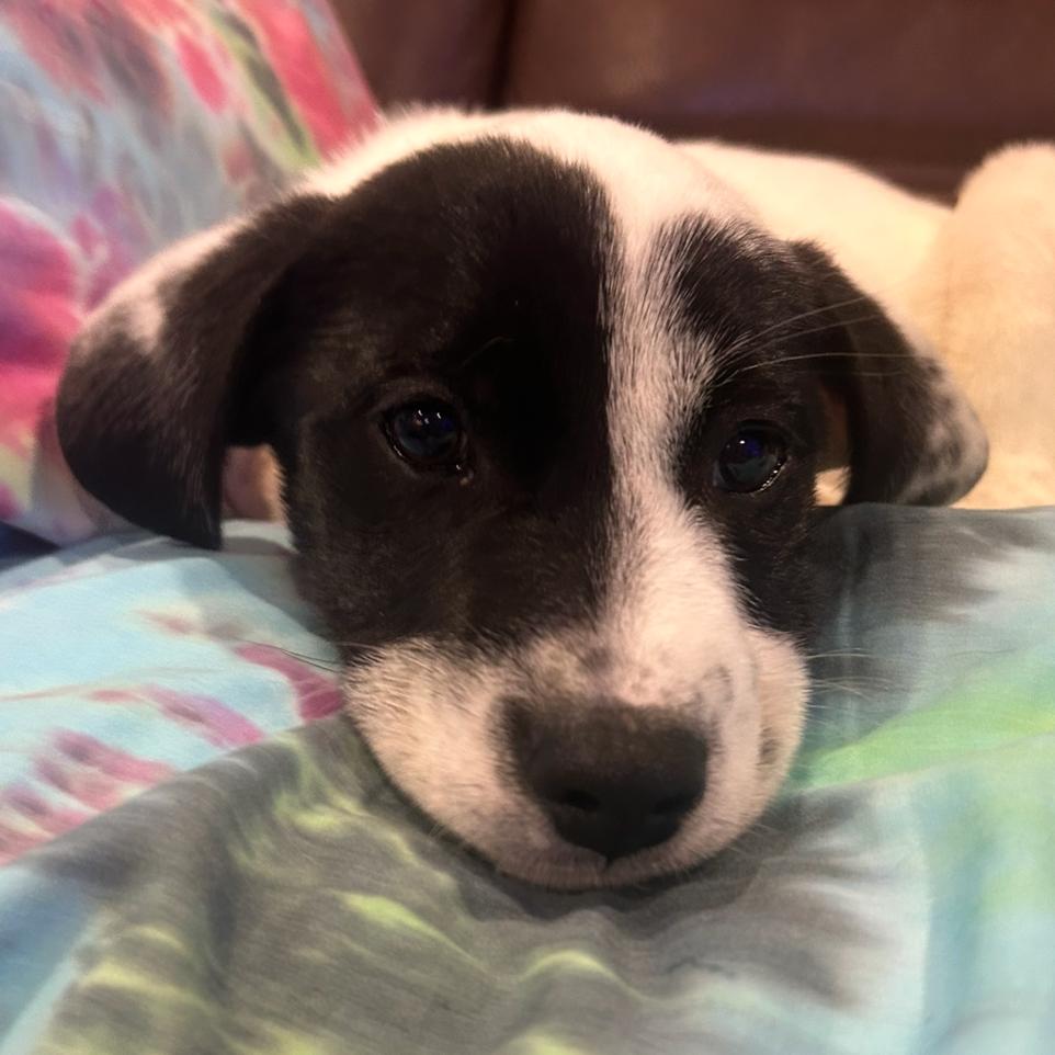Daphne, a Adoptable Great Pyrenees in Baton Rouge, LA image 3/5