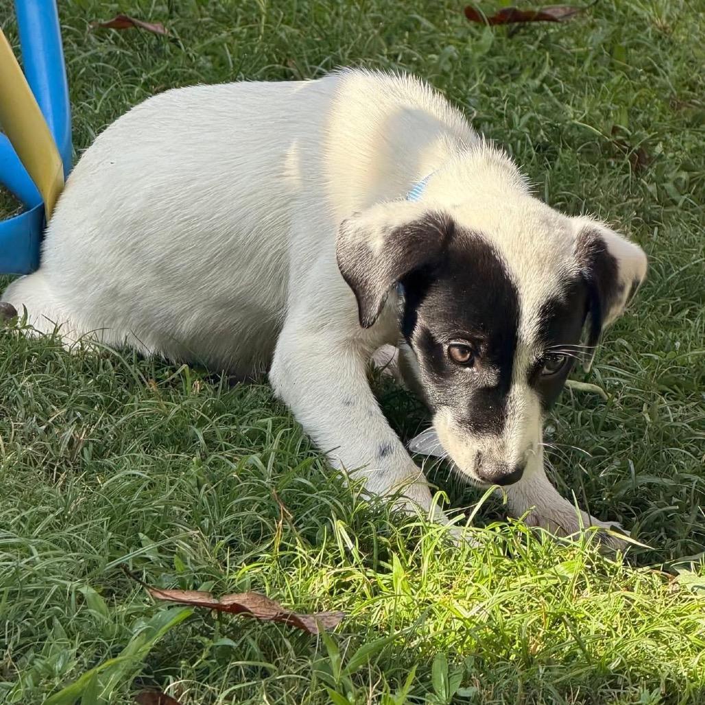 Daphne, a Adoptable Great Pyrenees in Baton Rouge, LA image 4/5