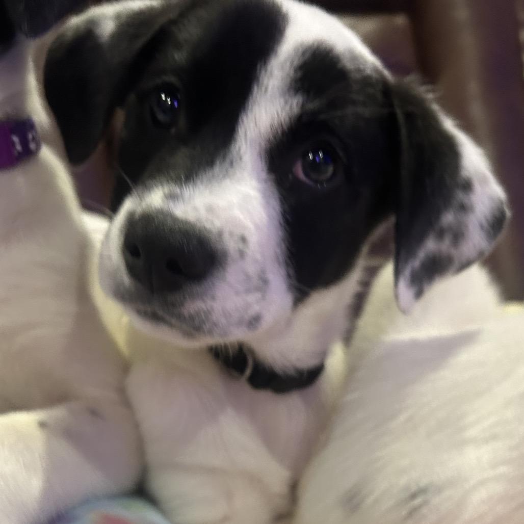 Daphne, a Adoptable Great Pyrenees in Baton Rouge, LA image 5/5