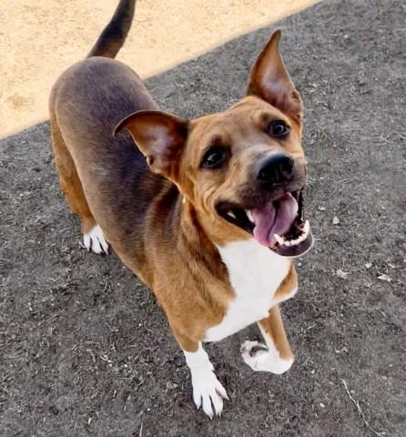 Enlarge ELVIRA, a Adoptable Staffordshire Bull Terrier in Bakersfield, CA image 1/1