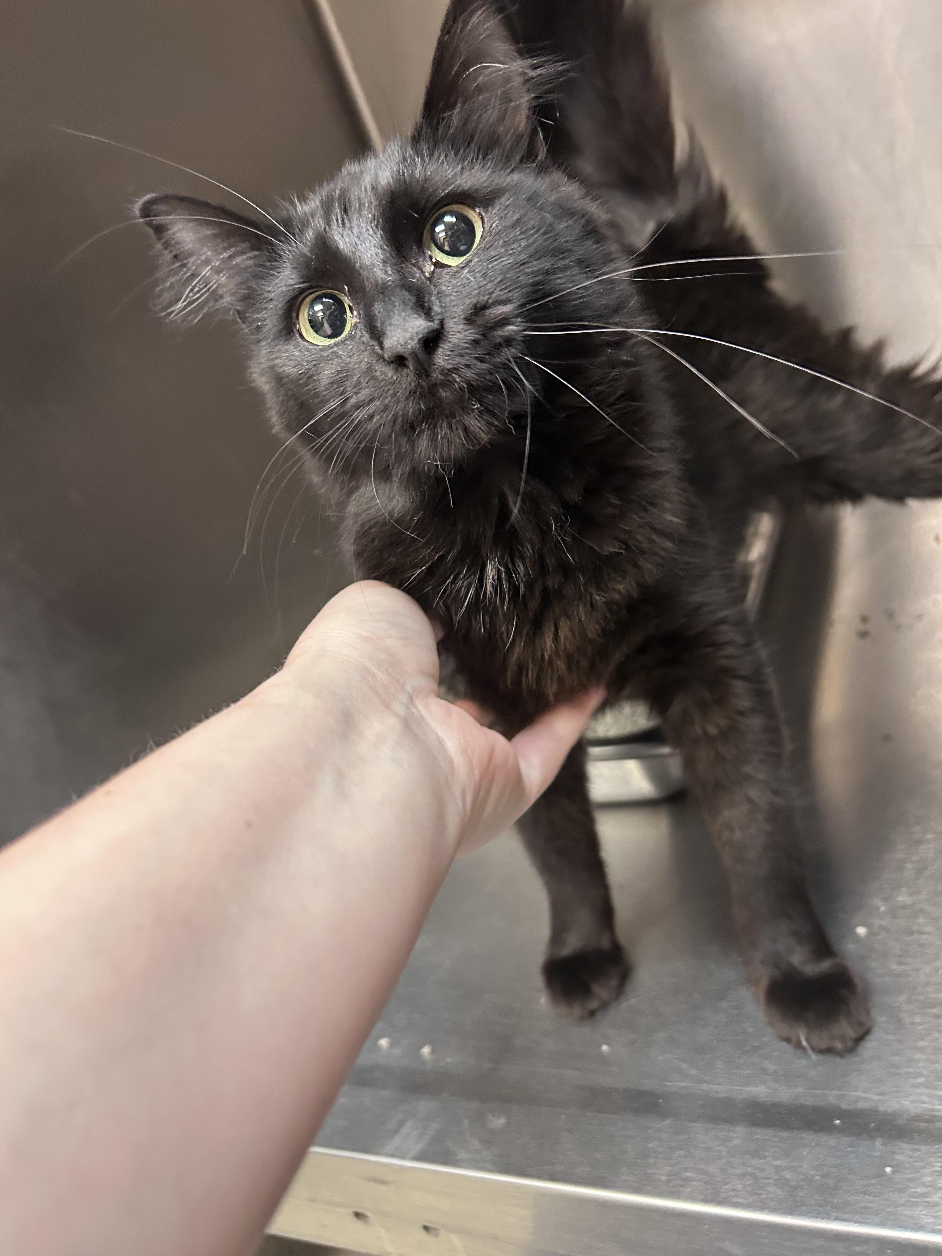 Sabrina, ADOPTABLE, Young Female Domestic Medium Hair.