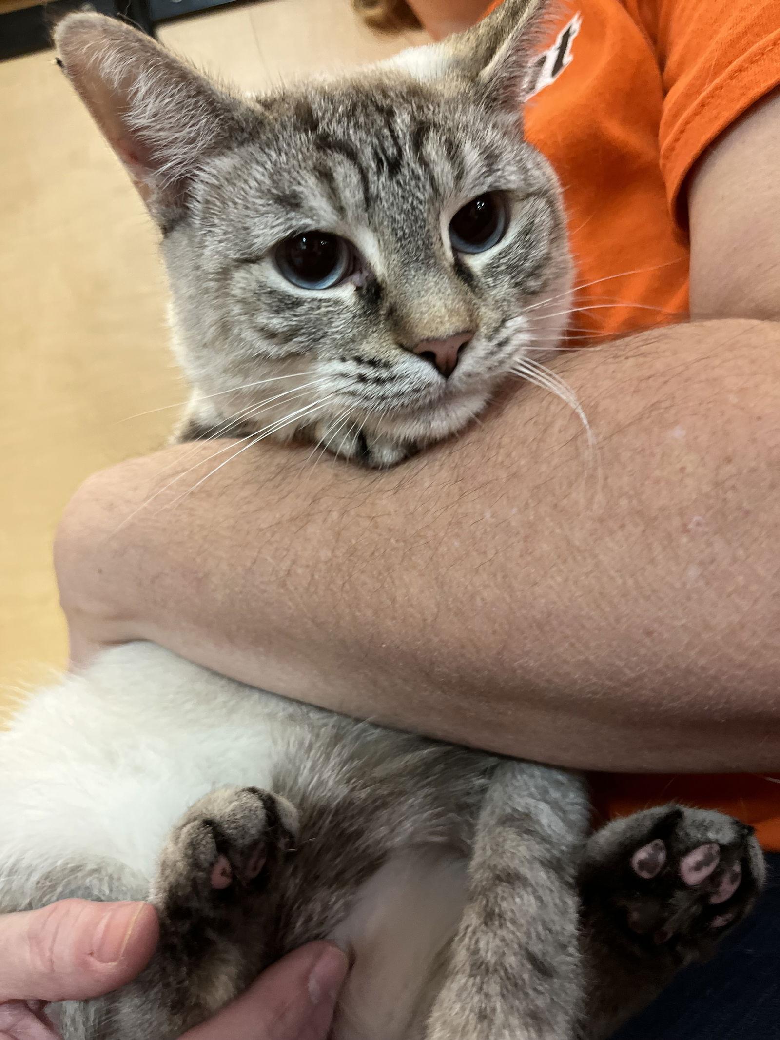 Enlarge Dr. Pepper, a Adoptable Siamese in Scottsdale, AZ image 2/2