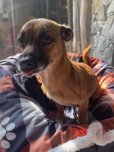 Oso, a Adoptable mixed breed in Fort Worth, TX image 1/3