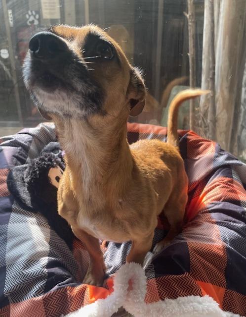 Oso, a Adoptable mixed breed in Fort Worth, TX image 2/3