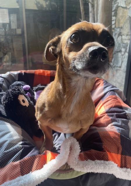 Oso, a Adoptable mixed breed in Fort Worth, TX image 3/3