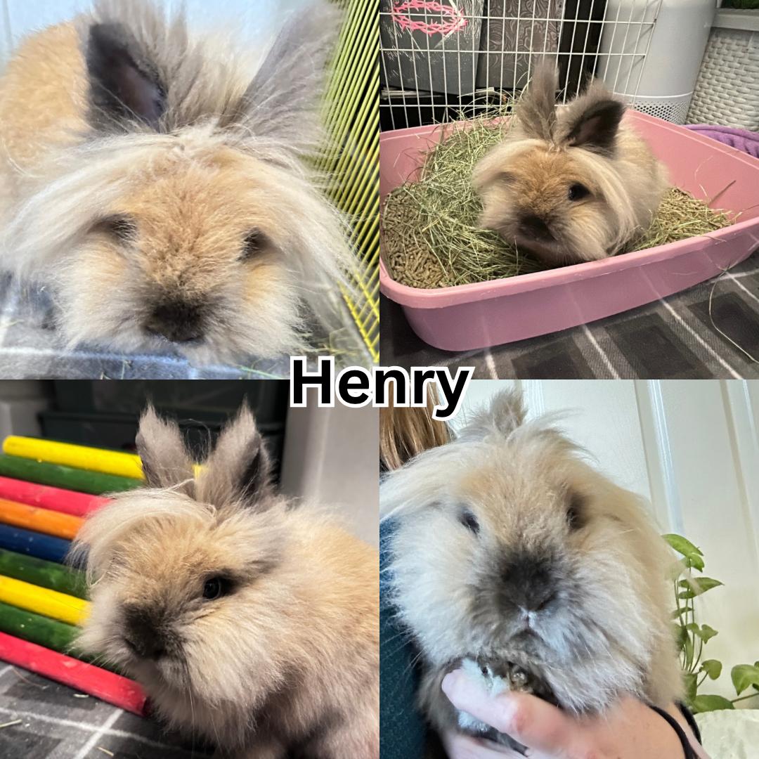 Enlarge Henry , a ADOPTABLE Lionhead in Modesto, CA image 1/1