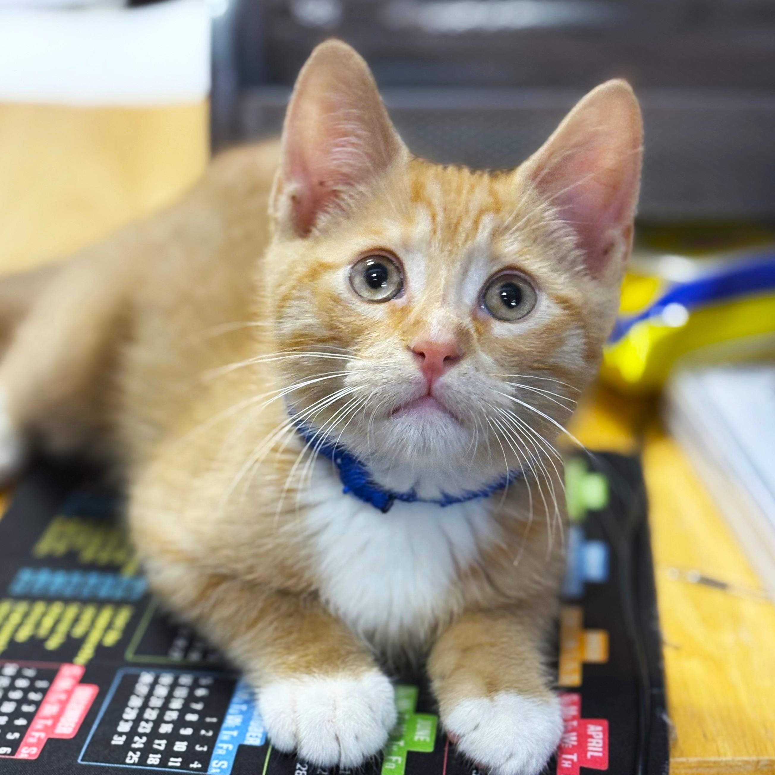 Chive, an adopted Domestic Short Hair in Endicott, NY image 1/4