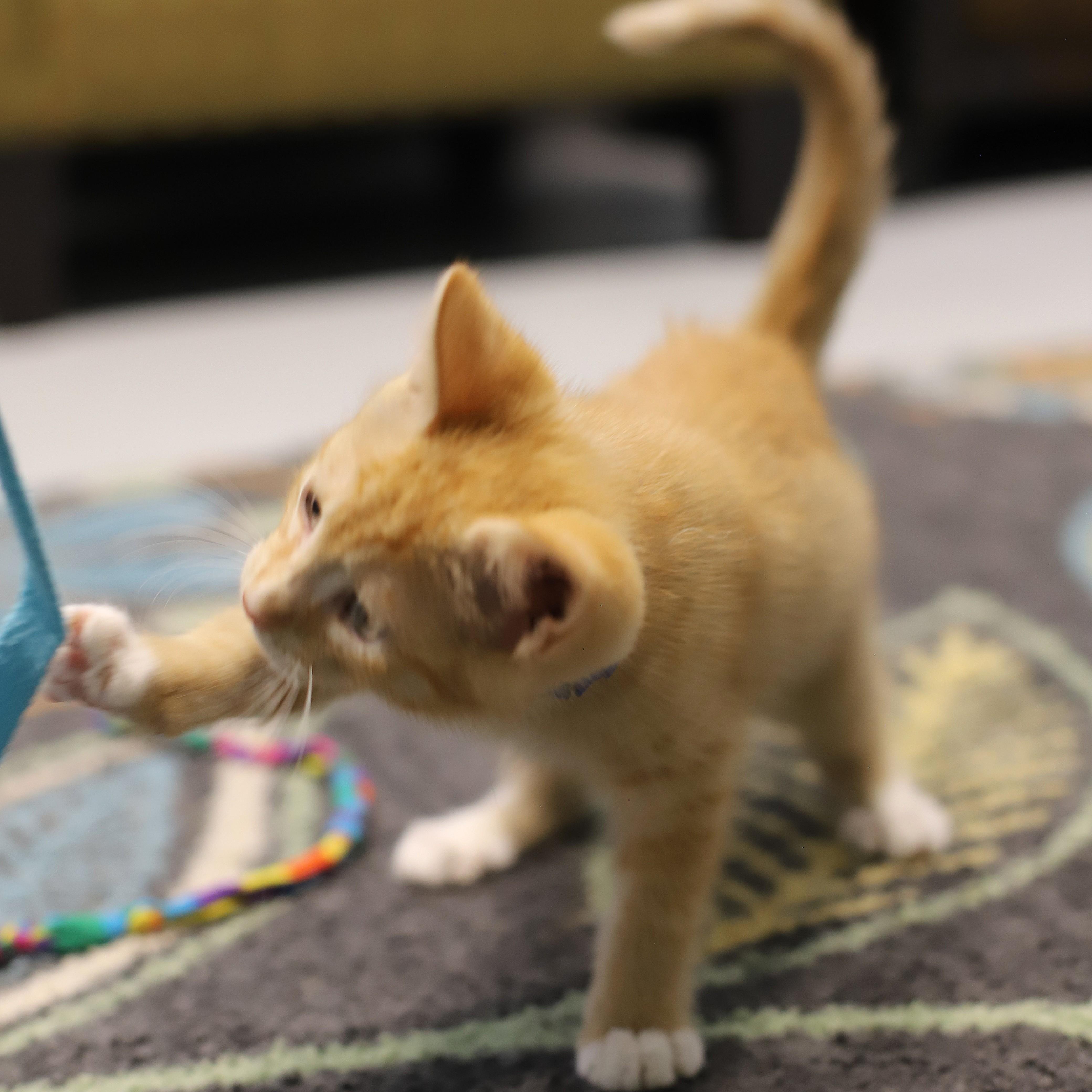 Chive, an adopted Domestic Short Hair in Endicott, NY image 4/4