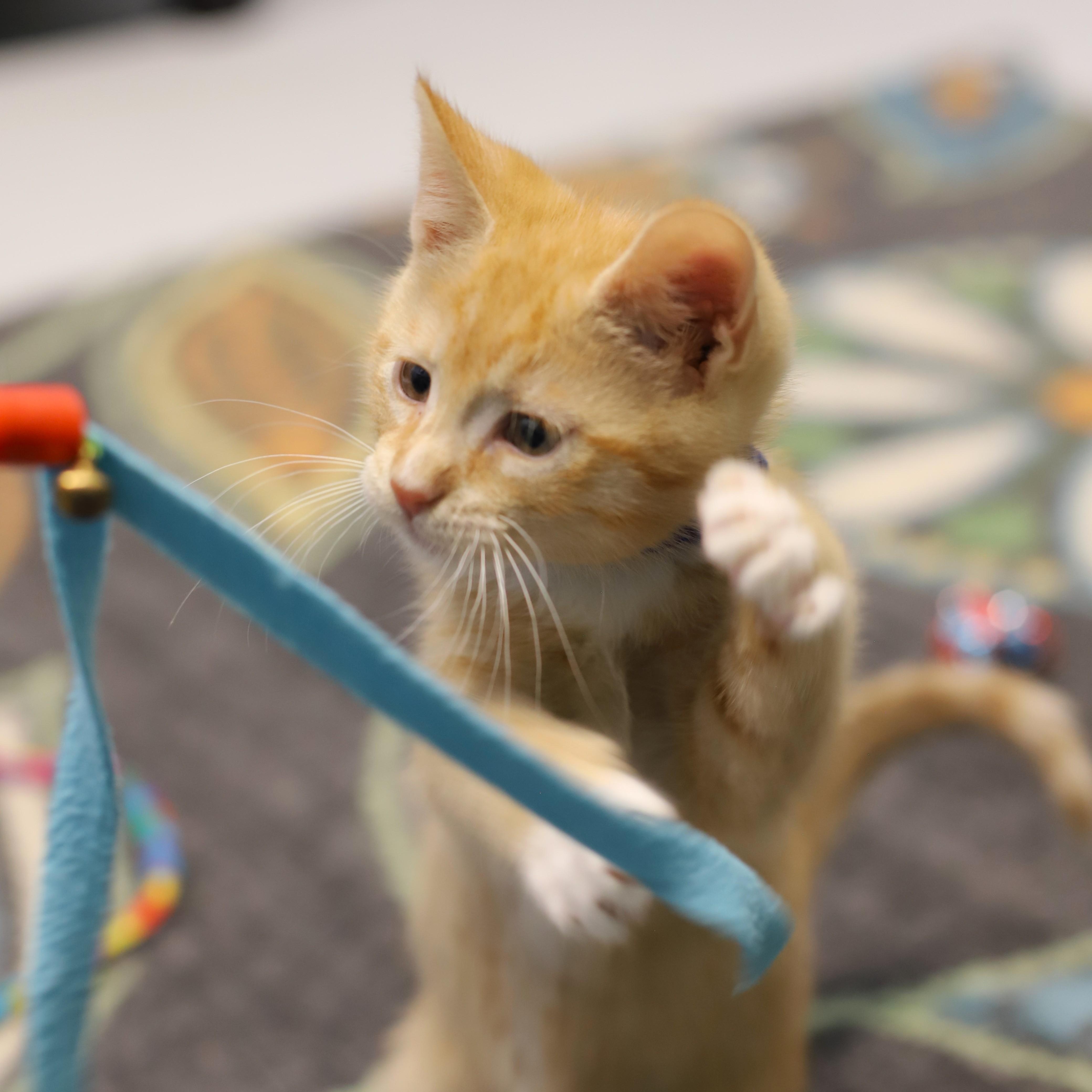 Chive, an adopted Domestic Short Hair in Endicott, NY image 2/4