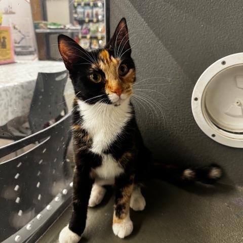 Lucy, adopted, Young Female Domestic Short Hair.