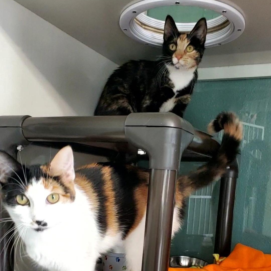 Enlarge Lucy, an adopted Domestic Short Hair in Hutchinson, MN image 4/5