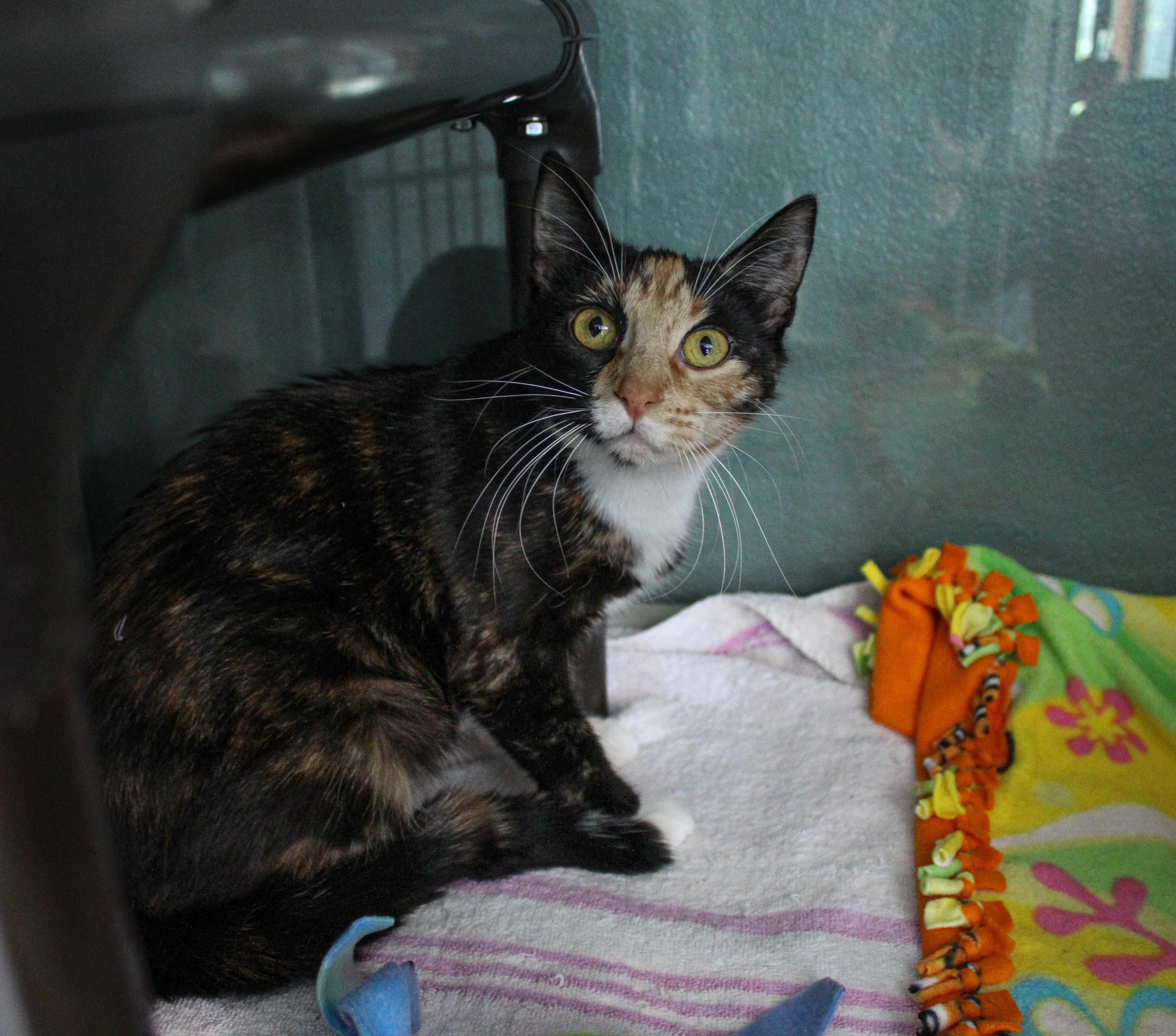 Enlarge Lucy, an adopted Domestic Short Hair in Hutchinson, MN image 5/5