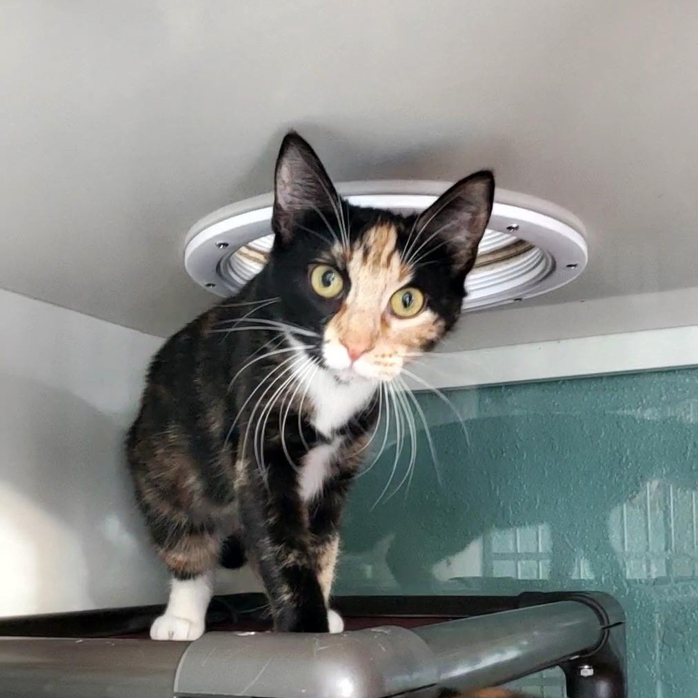 Enlarge Lucy, an adopted Domestic Short Hair in Hutchinson, MN image 2/5