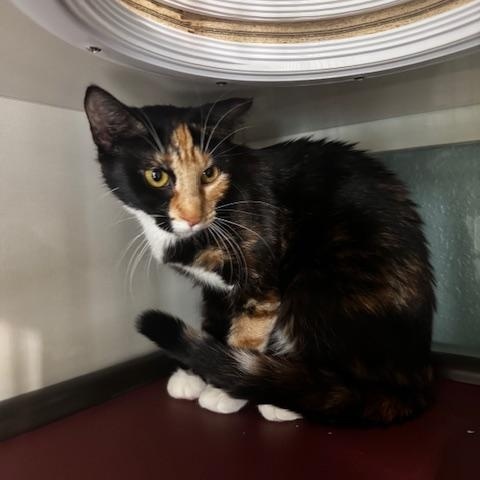 Enlarge Lucy, an adopted Domestic Short Hair in Hutchinson, MN image 3/5