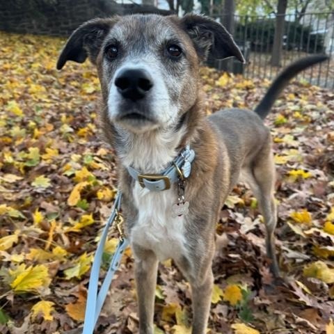 Bear, a Adoptable mixed breed in Closter, NJ image 1/3