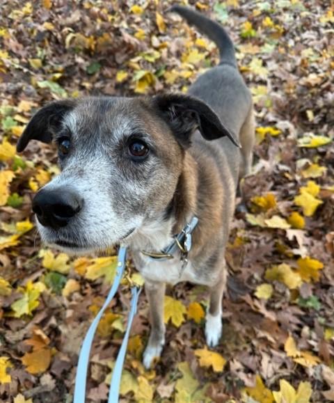 Bear, a Adoptable mixed breed in Closter, NJ image 3/3
