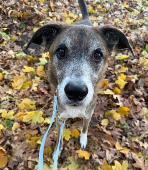 Bear, a Adoptable mixed breed in Closter, NJ image 2/3