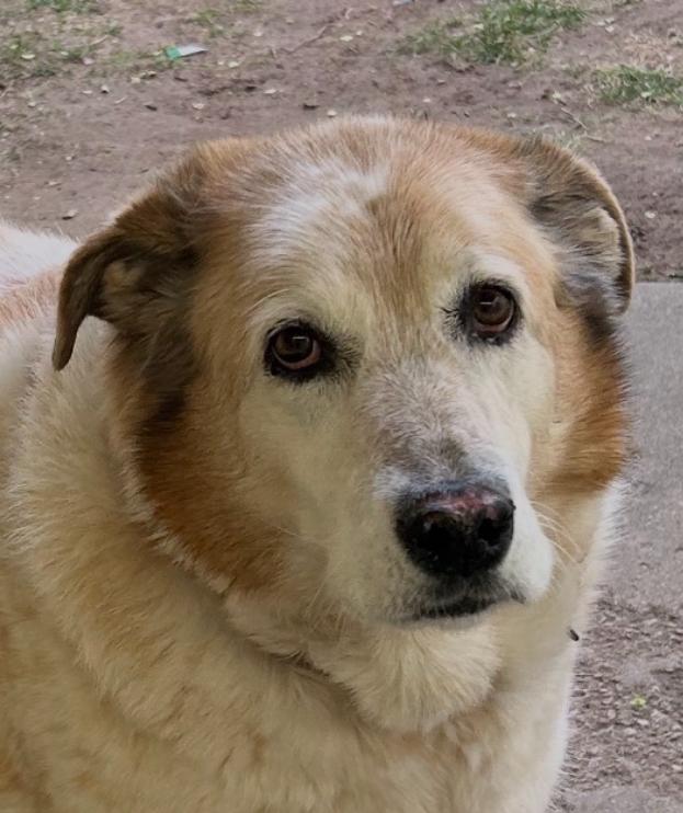 Enlarge Luna, a ADOPTABLE mixed breed in Greeley, CO image 1/3