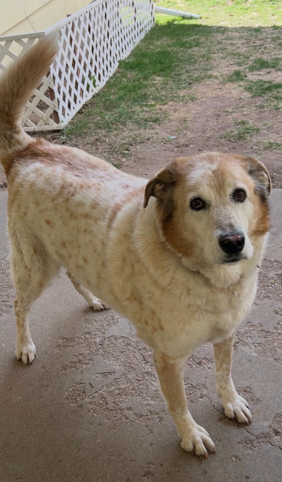 Enlarge Luna, a ADOPTABLE mixed breed in Greeley, CO image 2/3