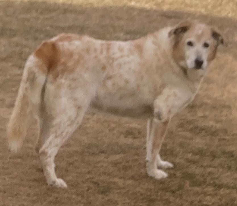 Enlarge Luna, a ADOPTABLE mixed breed in Greeley, CO image 3/3