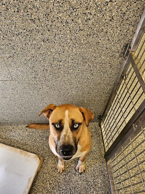 Enlarge THUNDER, a Adoptable Pit Bull Terrier in Paradise, CA image 1/1