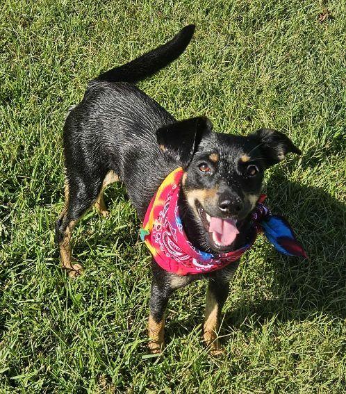 Enlarge Tilly, a Adoptable mixed breed in Enfield, CT image 3/6