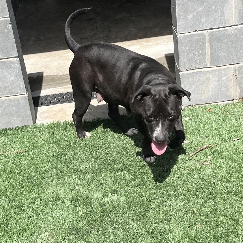 Roxy, Adoptable, Adult Female Pit Bull Terrier.